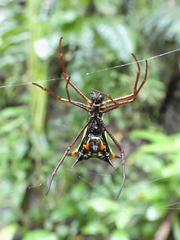 Micrathena schreibersi