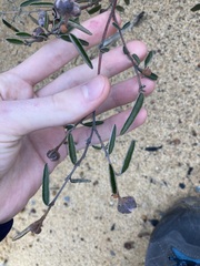 Seringia cacaobrunnea