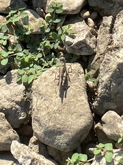 Trimerotropis pallidipennis