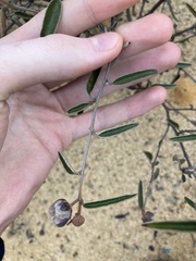 Seringia cacaobrunnea