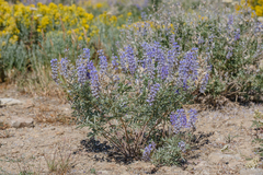 Lupinus argenteus