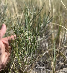 Astragalus pectinatus