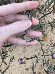 Seringia cacaobrunnea