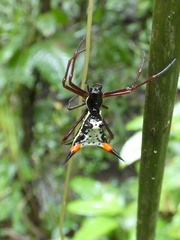 Micrathena schreibersi