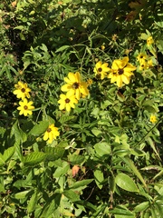 Coreopsis tripteris