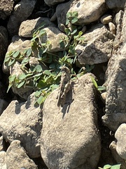 Trimerotropis pallidipennis