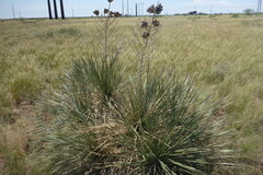 Yucca campestris