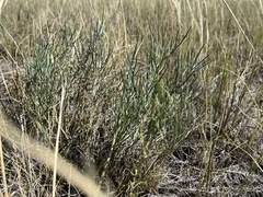 Astragalus pectinatus