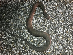 Agkistrodon piscivorus