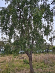 Acacia salicina