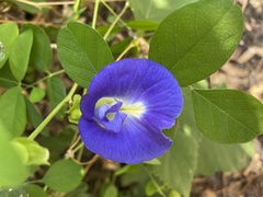 Clitoria ternatea