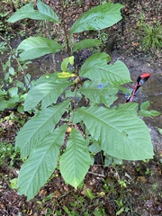 Asimina triloba