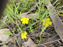 Hibbertia exutiacies