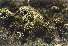 Ozothamnus ledifolius