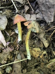 Hygrocybe conica