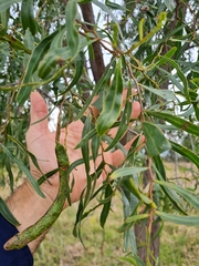 Acacia salicina