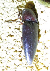 Orthostethus infuscatus