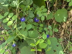 Clitoria ternatea