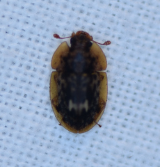Lobiopa undulata