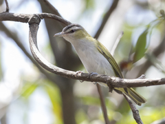 Vireo chivi