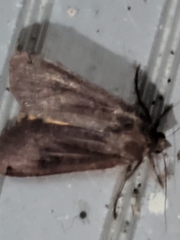 Peridroma saucia