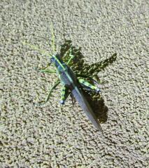 Schistocerca obscura