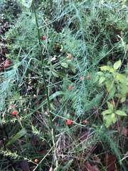 Asparagus officinalis