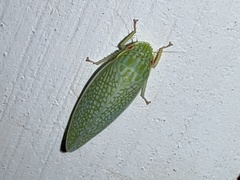 Gyponana