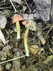 Hygrocybe conica