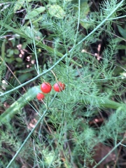 Asparagus officinalis