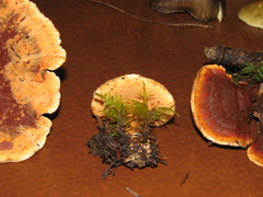 Hydnellum scrobiculatum