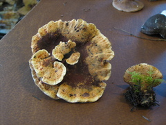 Hydnellum scrobiculatum