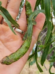 Acacia salicina