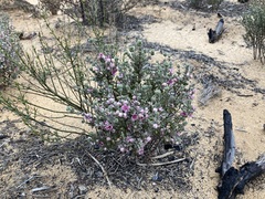 Boronia ternata