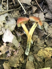 Hygrocybe conica