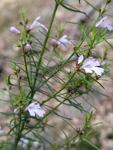 Image of Westringia longifolia by (c) Eamonn Culhane, some rights reserved (CC BY)