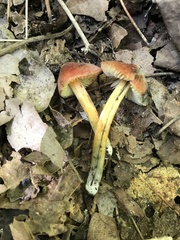 Hygrocybe conica