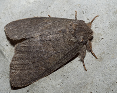 Misogada unicolor