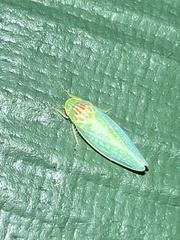 Gyponana octolineata