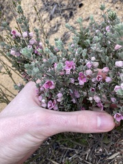Boronia ternata