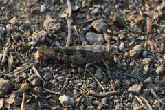 Orthoptera