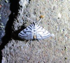 Conchylodes ovulalis