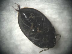 Pangaeus bilineatus
