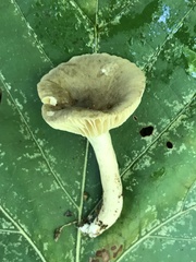 Lactifluus subgerardii