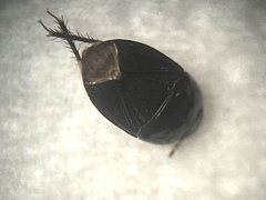 Pangaeus bilineatus