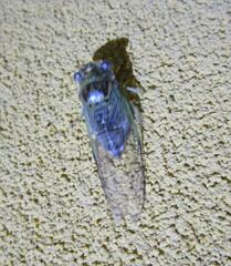 Diceroprocta vitripennis