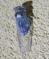 Diceroprocta vitripennis