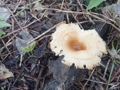Lentinus