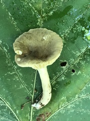 Lactifluus subgerardii