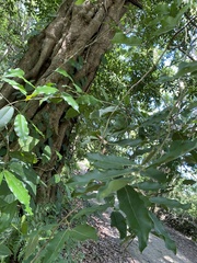 Brosimum alicastrum